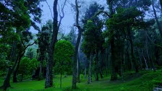 Stop Overthinking Instantly - Peaceful Woodland Sounds & Soft Piano Music For Total Calmness screenshot 3