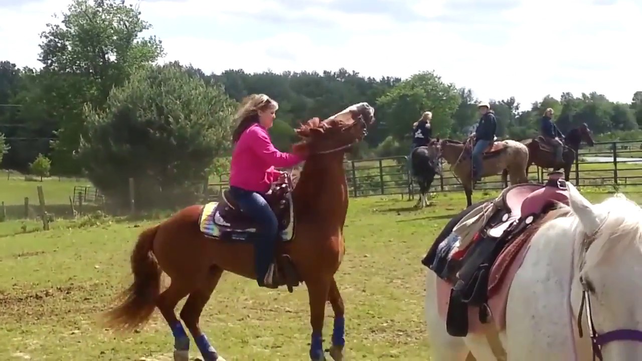 Horse falls on woman YouTube