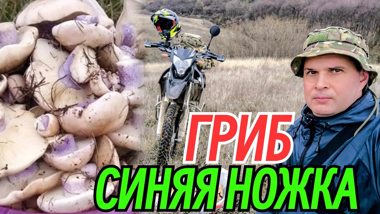 Где растет и как найти ? Собираю ОСЕННИЙ 🍁 ГРИБ - СИНЯЯ НОЖКА. 