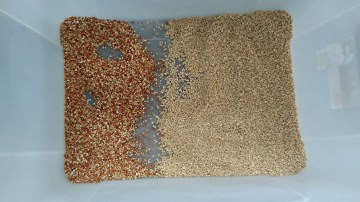 GroTech Buckwheat Color Sorter Machine-Color Sorting Video