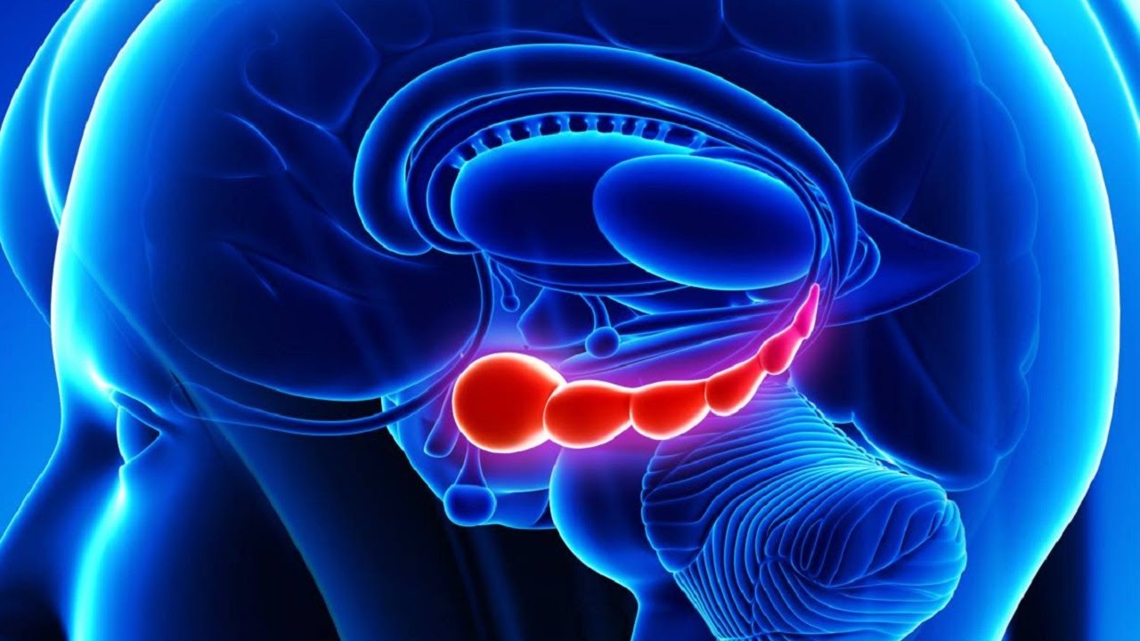 The Role of the Hippocampus in Memory Formation and Retrieval - YouTube