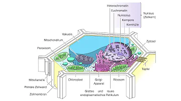 Was versteht man unter zytosol?