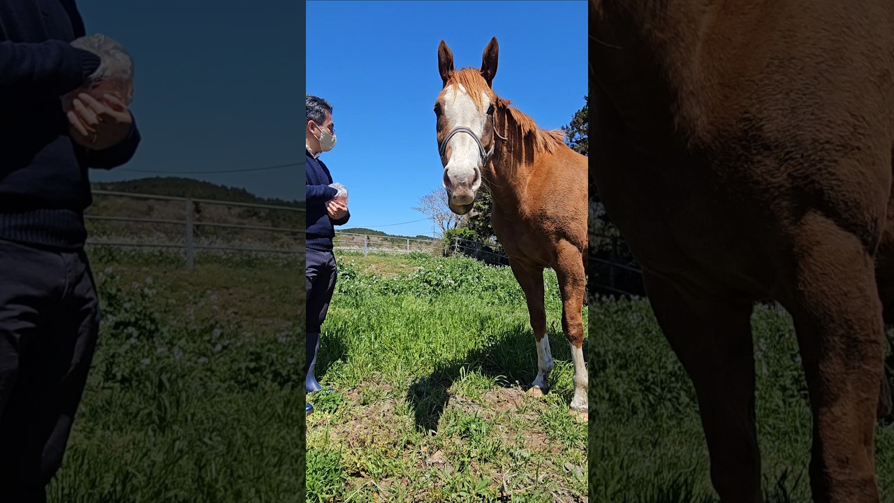 역시 잘 먹는 애들은 소리 없이 강함 #벨비티🐴 #잘지내고있어요👋