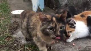 Кошки едят тушенку