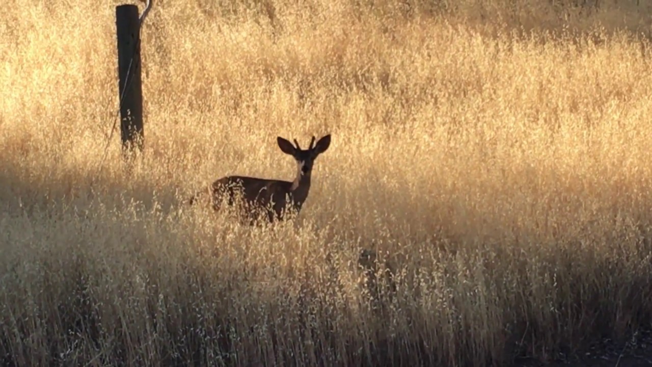 UC Davis Livestock Veterinarians and Students Visit Eden Valley Ranch