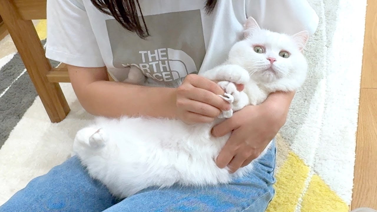 おやつを貰えないと気づいて絶望する猫… - YouTube