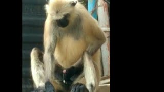 #funnyanimal |funnyvedio |yang belum pernah kamu lihat sebelumnya, jangan lewatkan, #shorts #funnymonkey #funnyvedio