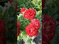 Красный пион Henry Bockstoce для сада #пион #сад #многолетники #растения #сорта пионов