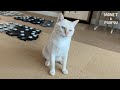 それ…人間のセリフじゃん😂 猫がここまで来たか…