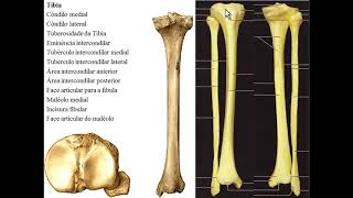 Perna inteira da anatomia