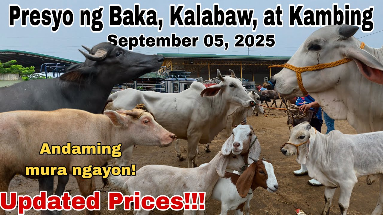 September 05, 2025 - Bentahan ng Baka, Kambing at Kalabaw sa Padre Garcia Batangas