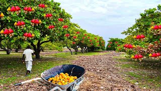 How Asian Farmer Harvesting Cashew Nuts and Processing in Modern Factory  Cashew Farming Technique