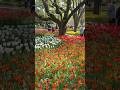 Amazing Flowers Park || JAPAN