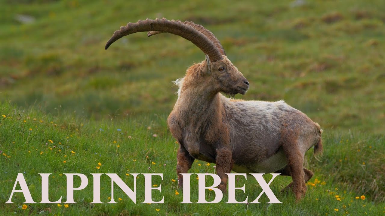 Alpine Ibex: A relax Lofi Journey through the Mountains of Austri 
