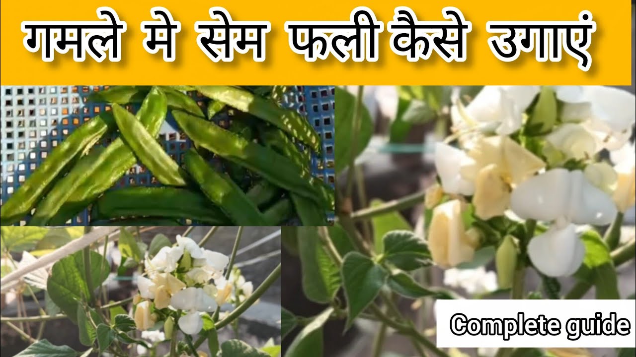 Grow seam fali easily at home 🌿🫛