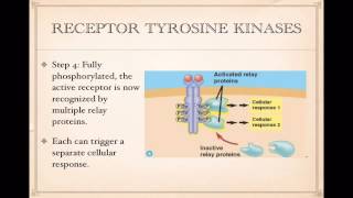 Cell Signaling  Tyrosine Kinase receptors