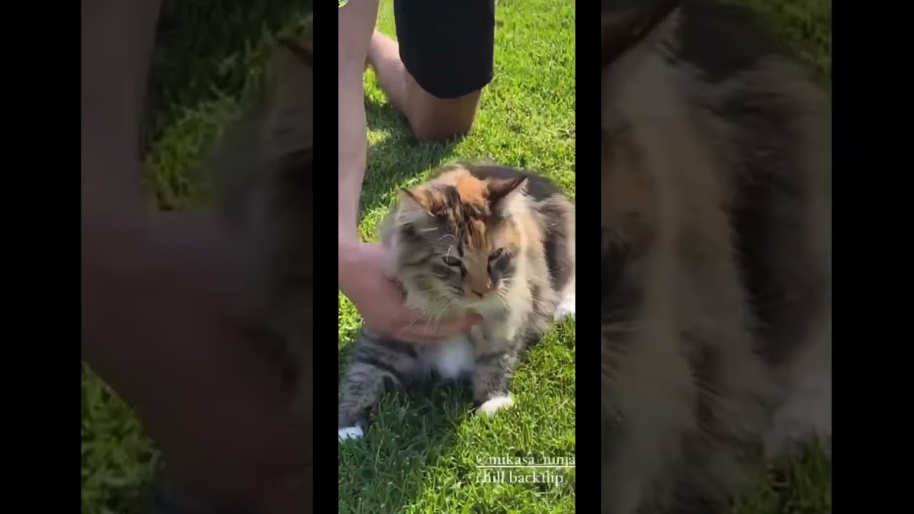 HIS CAT CAN DO A BACKFLIP!!!!!