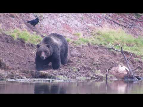 Yellowstone Grizzly buries his Bull Elk kill!