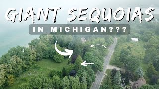 These Trees Shouldn't Survive Here - What's Their Story