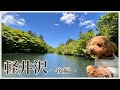 【犬と旅行】自然あふれる軽井沢旅行🐶後編