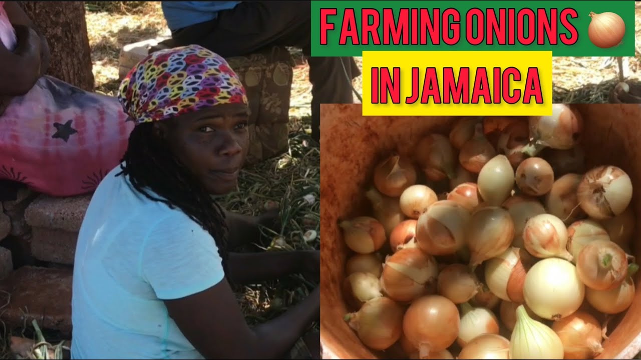 FAMILY FARMING ONIONS FOR DECADES IN ST.ELIZABETH JAMAICA /ONION FARM