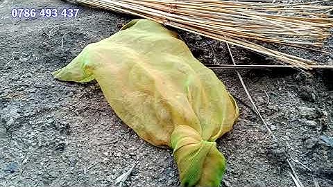 CẮM CÂU CÁ LÓC nên sử dụng mồi gì, một vài kinh nghiệm chia sẻ