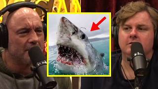 Sharks Didn't Scare Me Until I Learned This.. | Joe Rogan