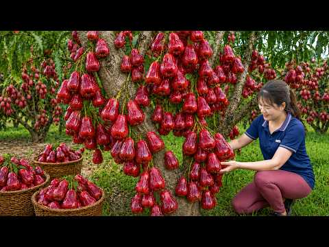 Harvesting Giant Red Rose Apple to Sell at the Market | Traditional Harvesting and Cooking