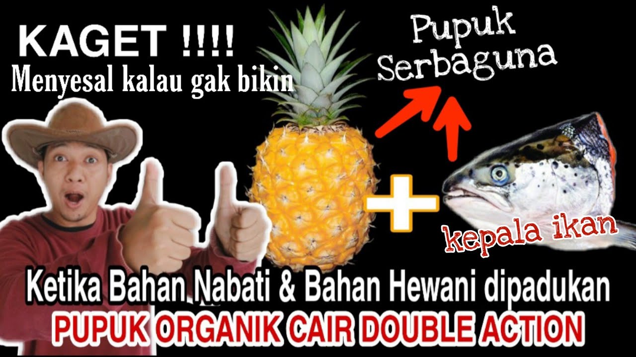 Kaget !! Kepala Ikan + Nanas berefek DAHSYAT pada tanaman
