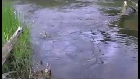 Лобань