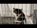 出たすぎるあまり、顔面を潰す柴犬 #shorts