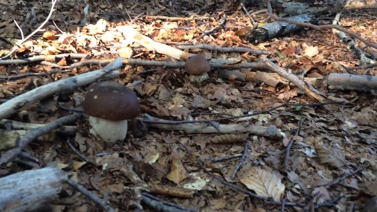 4 porcini / 1 cane