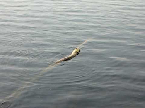 Wave Interference