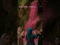 گلاب کاشان عطر طبیعت و طراوت زندگی گلاب قمصر کاشان گلاب گیری