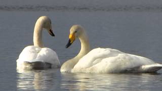 Лебединая Песня В Варкаусе. Swan Song In Varkaus