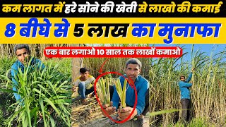 हरे सोने की खेती से सालभर हरा चारा Taiwan Giant King Grass लाखो की कमाई 💰🤑Profitable farming 🔥