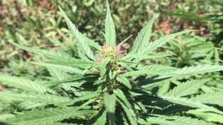 Outdoor medical garden super lemon haze garden 2016