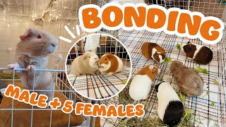 BONDING MY MALE GUINEA PIG WITH MY FEMALE HERD!