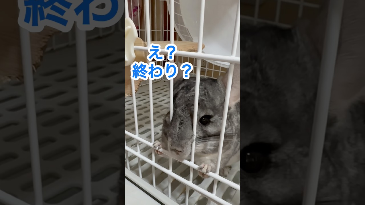 ちょっと懐いたチンチラシリーズ9 カイカイが好きになってきたようだ