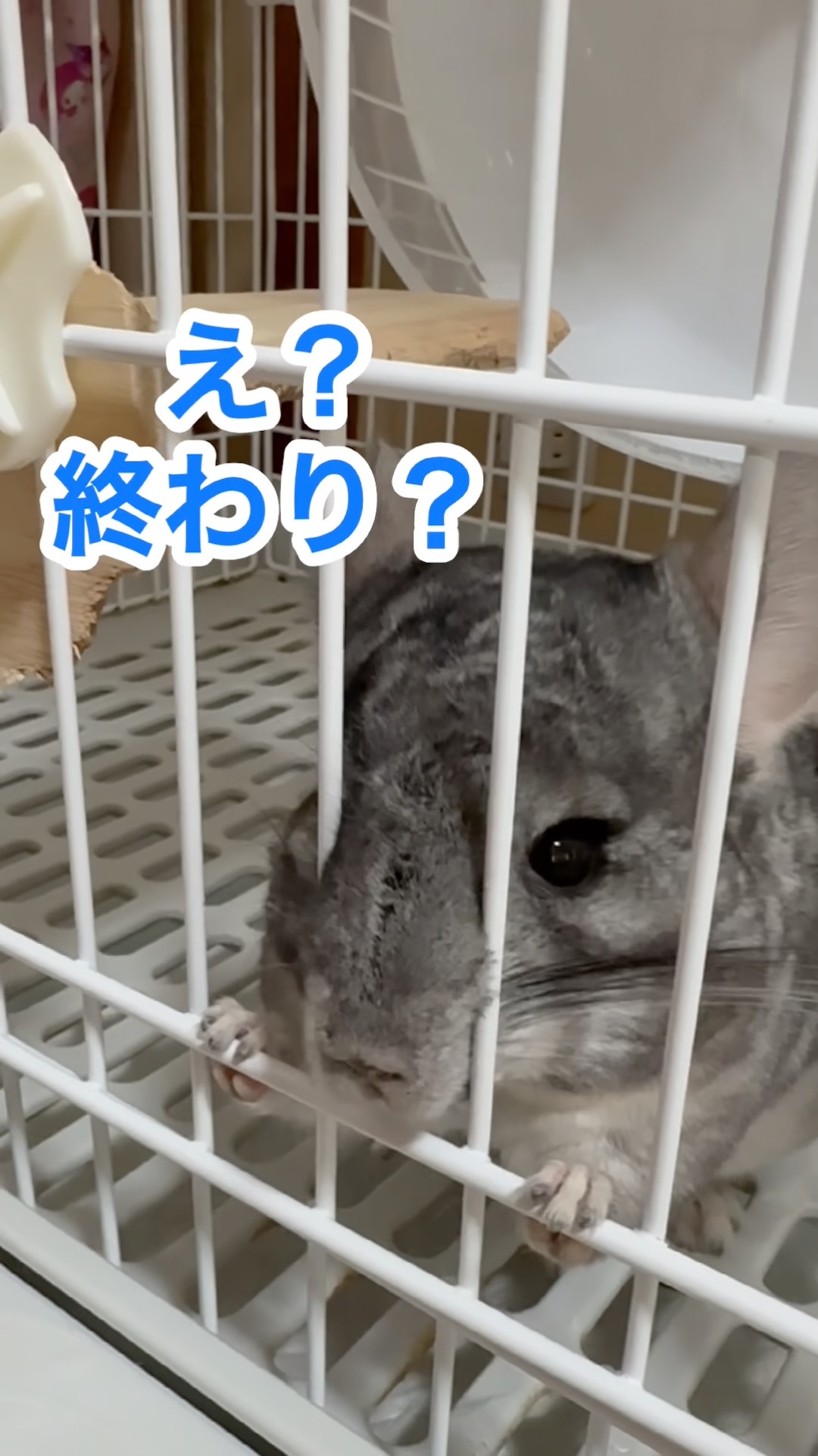 ちょっと懐いたチンチラシリーズ9 カイカイが好きになってきたようだ