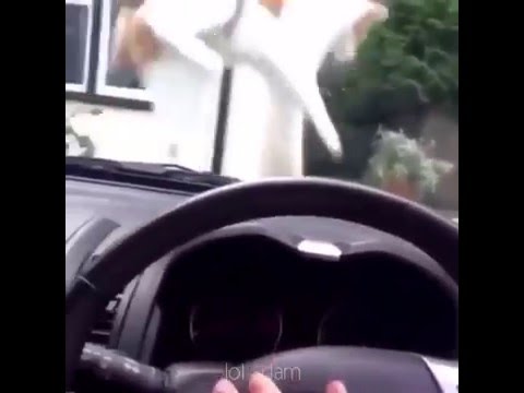 Marvin Gaye Let's Get It On cat vine