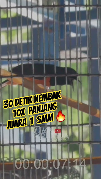 JUARA 1 SMM🔥MURAIBATU WANGSIT NEMBAK PANJANG SEKALI