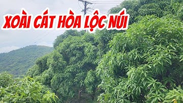 Xoài Cát Hòa Lộc Núi |GốcCù Lao| #0986289491 #gocculao 