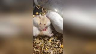 HAMSTER PARIENDO CON MUSICA DE POU DE FONDO