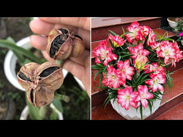 air plant seeds Tillandsia Shy Air Plant Houseplant Seeds  Easy Grow Seeds