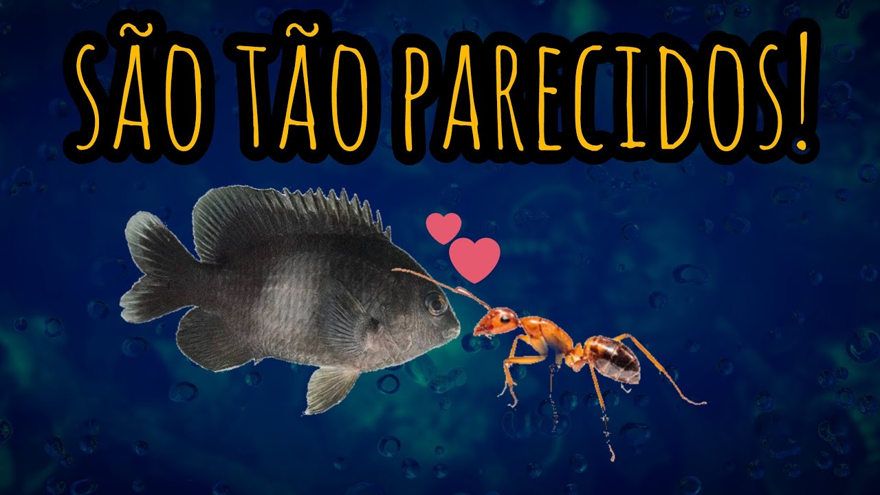 Peixes Donzelas e Formigas - Tem mais coisas em comum do que eu podia imaginar - Aqua Gama 