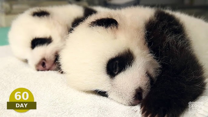 panda - Cute-Panda