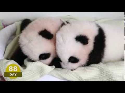 The first 100 days of Mei Lun and Mei Huan