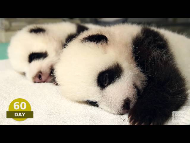 The first 100 Days of Mei Lun and Mei Huan