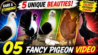 05 UNIQUE BEAUTIES OF PIGEON BREED
